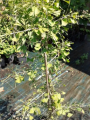 Miłorząb japoński 'Korinek' - Ginkgo biloba