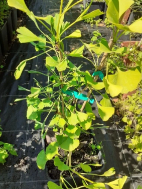 Ginkgo biloba 'Broom With Tubes'- Miłorząb japoński