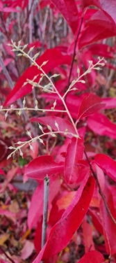 Kwaśnodrzew – Oxydendrum arboreum