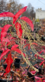 Kwaśnodrzew – Oxydendrum arboreum