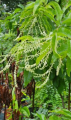Kwaśnodrzew – Oxydendrum arboreum