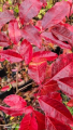 Kwaśnodrzew – Oxydendrum arboreum