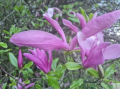 Magnolia 'Susan' - duża