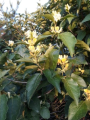 Suchodrzew pęcherzykowaty - Lonicera vesicaria