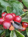 Suchodrzew pęcherzykowaty - Lonicera vesicaria