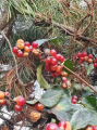Suchodrzew pęcherzykowaty - Lonicera vesicaria