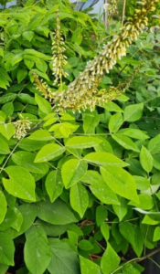 Makia amurska - Maackia amurensis