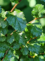 Bukan - Nothofagus antarctica