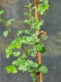 Bukan - Nothofagus antarctica