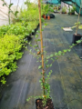 Bukan - Nothofagus antarctica