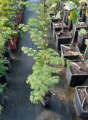 Metasekwoja chińska GOLDRUSH-Metasequoia glyptost