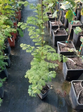 Metasekwoja chińska GOLDRUSH-Metasequoia glyptost
