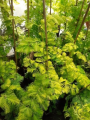 Metasekwoja chińska GOLDRUSH-Metasequoia glyptost