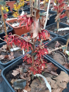 Oczar pośredni 'Ruby Glow' - Hamamelis × intermedia