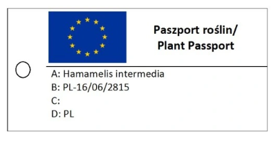 Oczar pośredni 'Ruby Glow' - Hamamelis × intermedia