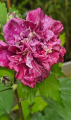 Ketmia syryjska Red Mindour -Hibiscus French Cabaret Red Mindour