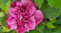 Ketmia syryjska Red Mindour -Hibiscus French Cabaret Red Mindour