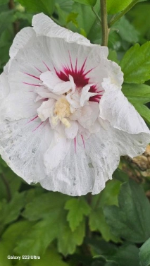 Ketmia syryjska 'Starburst Chiffon' - Hibiscus