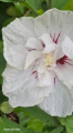 Ketmia syryjska 'Starburst Chiffon' - Hibiscus