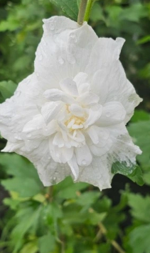Ketmia syryjska 'White Chiffon "Notwoodtwo" - Hibiscus syriacus