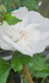 Ketmia syryjska 'White Chiffon "Notwoodtwo" - Hibiscus syriacus
