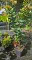 Judaszowiec kanadyjski 'Little Woody' - Cercis canadensis