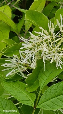 Śniegowiec wirginijski - Chionanthus virginicus