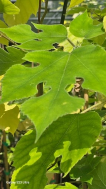 Brusonecja chińska / Morwa Papierowa - Broussonetia papyrifera