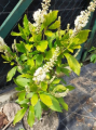 Orszelina zwyczajna 'Anne Bidwell' - Clethra alnifolia