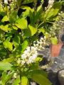Orszelina zwyczajna 'Anne Bidwell' - Clethra alnifolia