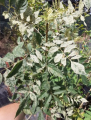 Jesion pensylwański 'Aucubaefolia' (Fraxinus pennsylvanica)
