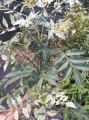 Jesion pensylwański 'Aucubaefolia' (Fraxinus pennsylvanica)