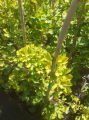 Miłorząb dwuklapowy 'Kohout's Compact' - Ginkgo biloba
