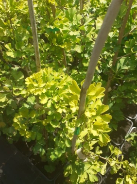 Miłorząb dwuklapowy 'Kohout's Compact' - Ginkgo biloba