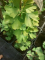 Miłorząb dwuklapowy 'Kohout's Compact' - Ginkgo biloba