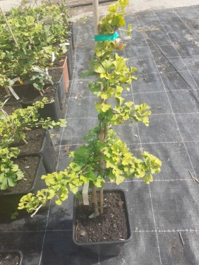 Miłorząb dwuklapowy 'Jehoshaphat' - Ginkgo biloba