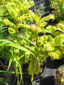 Krzewuszka cudowna 'Caricature' - Weigela florida