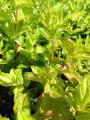 Krzewuszka cudowna 'Lime Monster' - Weigela florida