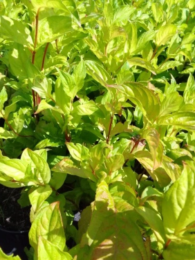 Krzewuszka cudowna 'Lime Monster' - Weigela florida