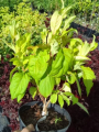 Krzewuszka cudowna 'Lime Monster' - Weigela florida