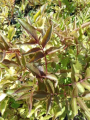Bez czarny 'Black Beauty' - Sambucus nigra