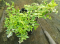 Abelia wielkokwiatowa 'Tricolor Charm' - Abelia × grandiflora