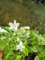 Abelia wielkokwiatowa 'Tricolor Charm' - Abelia × grandiflora