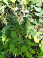 Brzostownica japońska 'Goblin' - Zelkova serrata