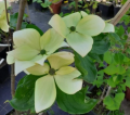 Dereń kousa 'Galaxy' - Cornus kousa