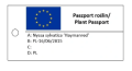 Nyssa sylvatica 'Haymanred' Red Rage- Błotnia leśna
