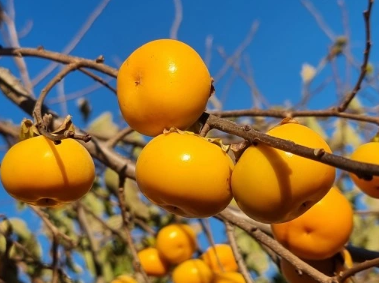 Diospyros kaki 'Rosseyanka' - Hurma