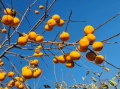 Diospyros kaki 'Rosseyanka' - Hurma