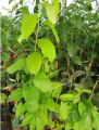 Diospyros kaki 'Rosseyanka' - Hurma
