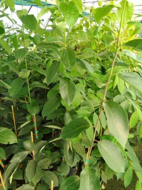 Diospyros grandiflora - Hurma wielkokwiatowa